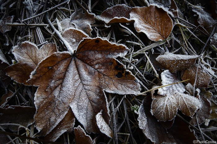 frozen-leaves-in-autumn
