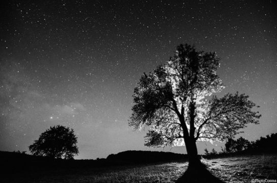 Trees under starry sky at night