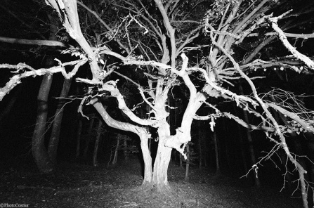 Scary old tree at night