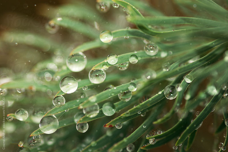 dew_drops_on_green_plants_in_the_morning