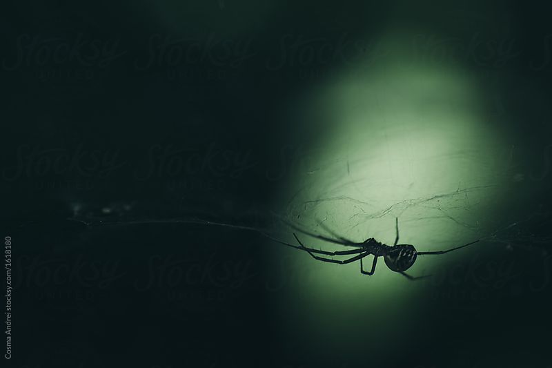Dark creepy Halloween spider on green background