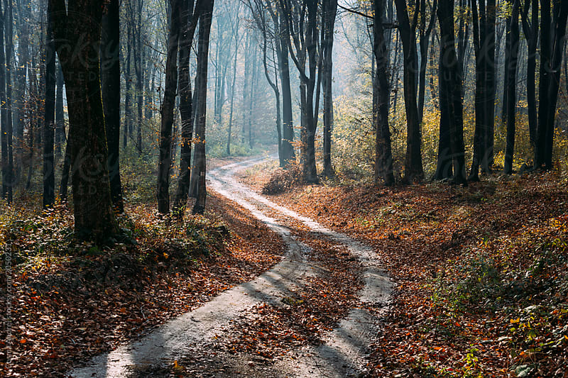 enchanted_autumn_forest_light_shining_on_road