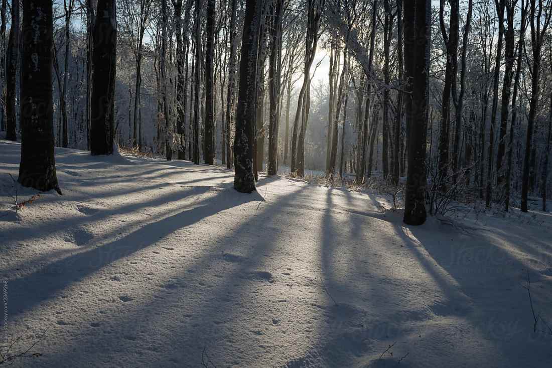 sunset_winter_forest