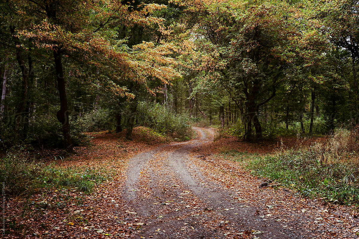 Winding_forest_road